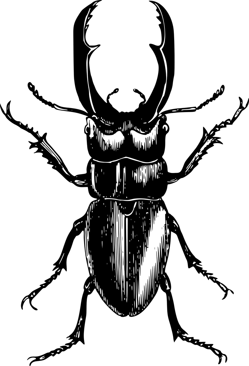 חרק