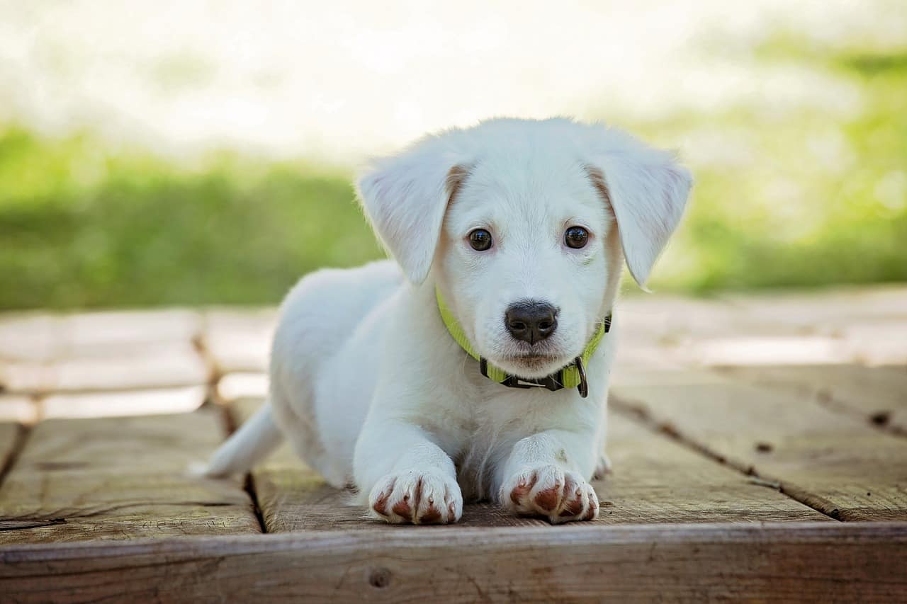 DOG